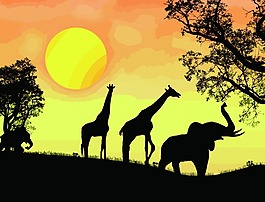 夕陽下的動物