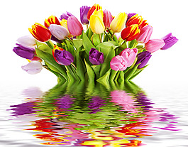 水中郁金香花束倒影圖