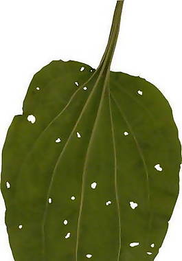 樹(shù)葉、植物3D材質(zhì)貼圖素材25