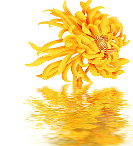 水中菊花