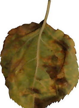 樹(shù)葉、植物3D材質(zhì)貼圖素材17