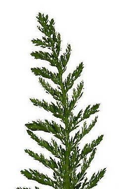 樹(shù)葉、植物3D材質(zhì)貼圖素材12