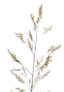 樹(shù)葉、植物3D材質(zhì)貼圖素材10