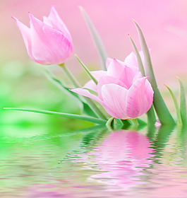 唯美花卉水中倒影图