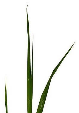 樹(shù)葉、植物3D材質(zhì)貼圖素材9