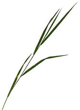樹(shù)葉、植物3D材質(zhì)貼圖素材7