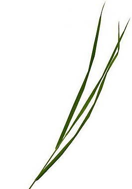 樹(shù)葉、植物3D材質(zhì)貼圖素材6