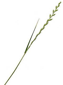 樹(shù)葉、植物3D材質(zhì)貼圖素材5