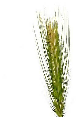 小麥、樹葉、植物3D材質(zhì)貼圖素材4