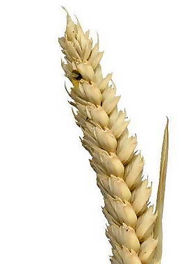 小麥、樹(shù)葉、植物3D材質(zhì)貼圖素材3