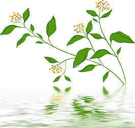 水中花草倒影