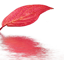 水中紅葉