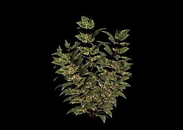 植物3D模型素材（20080503更新）59