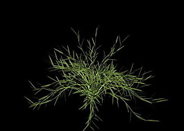 植物3D模型素材（20080503更新）53