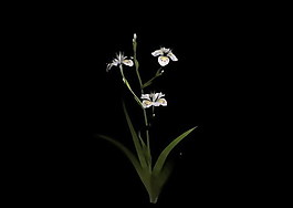 植物3D模型素材（20080503更新）39