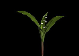 植物3D模型素材（20080503更新）38