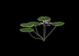 植物3D模型素材（20080503更新）36