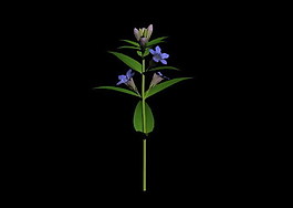 植物3D模型素材（20080503更新）33