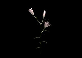 植物3D模型素材（20080503更新）29