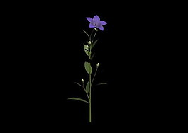 植物3D模型素材（20080503更新）27
