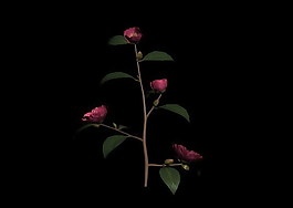 植物3D模型素材（20080503更新）25