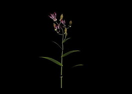 植物3D模型素材（20080503更新）24