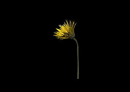 植物3D模型素材（20080503更新）19