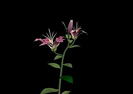 植物3D模型素材（20080503更新）11