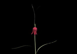 植物3D模型素材（20080503更新）9