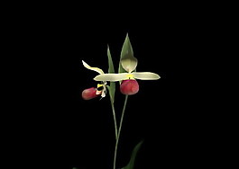 植物3D模型素材（20080503更新）8