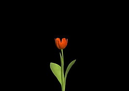 植物3D模型素材（20080503更新）3