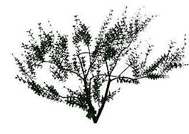 植物3D模型素材（20080502更新）21
