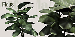 植物3D模型素材（20080502更新）5
