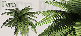 植物3D模型素材（20080502更新）4
