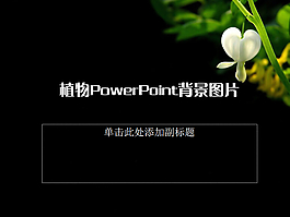 二十二张黑色植物PowerPoint背景