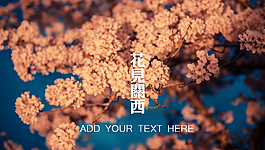 樱花幻灯片背景图片下载