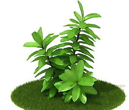 精品國外植物3D模型58