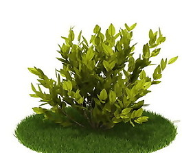 精品國(guó)外植物3D模型53
