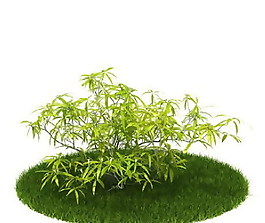 精品國外植物3D模型52