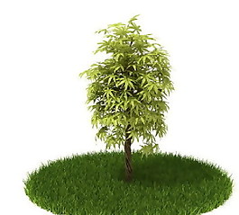 精品國外植物3D模型41