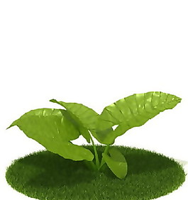 精品国外植物3D模型36