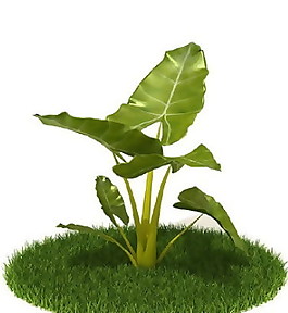 精品國外植物3D模型35