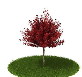 精品国外植物3D模型21