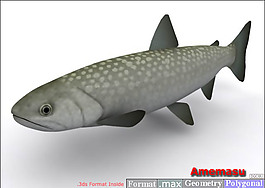 魚3D模型2