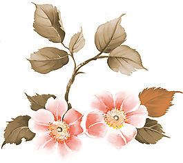 精美花卉