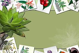 綠色植物PPT