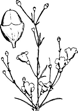 Agalinis决明剪贴画