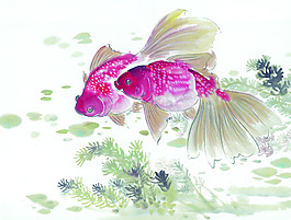 一對金魚