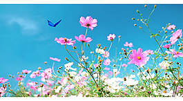 鮮花蝴蝶