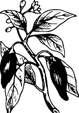 辣椒的剪輯藝術(shù)